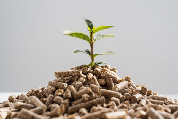 front-view-of-plant-growing-from-pellets-scaled-e1639651310318